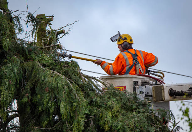 Best Tree Disease Treatment  in Willowick, OH