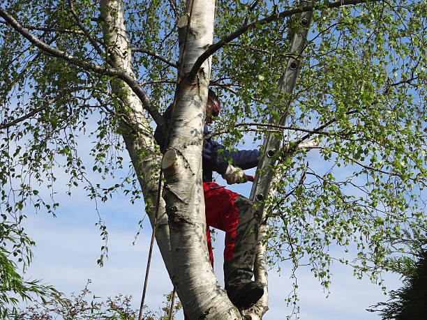 Best Tree Mulching  in Willowick, OH